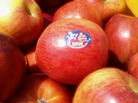 Who will benefit from New Zealand’s investment in pip fruit research now?