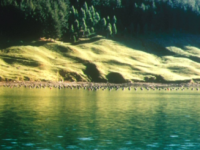 What about the Bioscience R&D then?